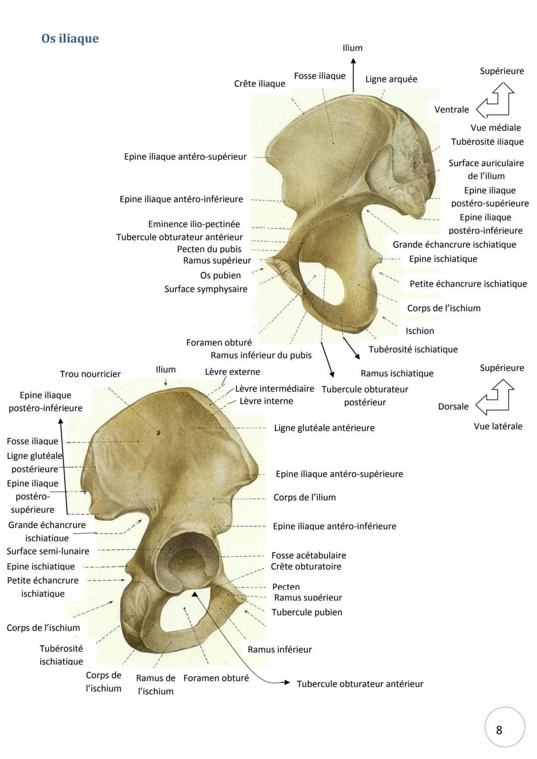 HELHa
Haute Ecole Louvain
en Hainaut
Ostéologie
NOM :
STRIMEL Aurore SCHEIRLINCKX Christine
PRENOM :
TRAVAUX
PRATIQUE
D'ANATOMIE
Groupe : Tê