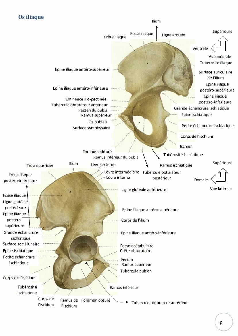 HELHa
Haute Ecole Louvain
en Hainaut
Ostéologie
NOM :
STRIMEL Aurore SCHEIRLINCKX Christine
PRENOM :
TRAVAUX
PRATIQUE
D'ANATOMIE
Groupe : Tê