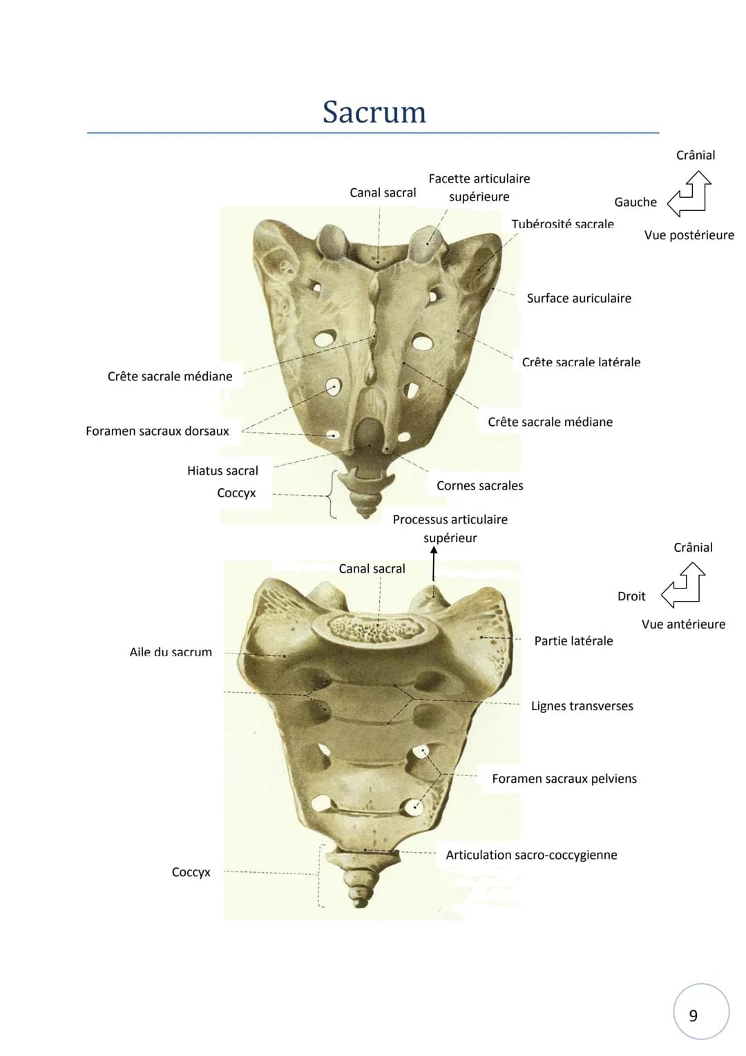 HELHa
Haute Ecole Louvain
en Hainaut
Ostéologie
NOM :
STRIMEL Aurore SCHEIRLINCKX Christine
PRENOM :
TRAVAUX
PRATIQUE
D'ANATOMIE
Groupe : Tê