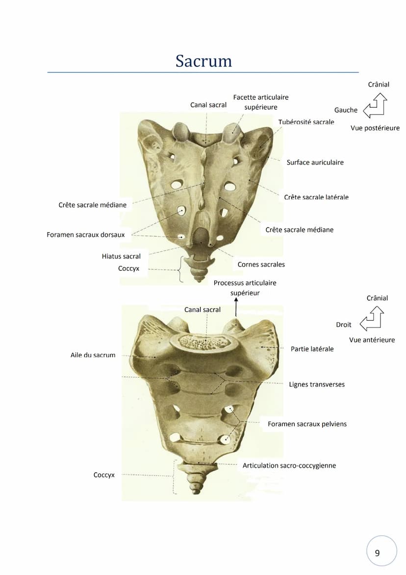 HELHa
Haute Ecole Louvain
en Hainaut
Ostéologie
NOM :
STRIMEL Aurore SCHEIRLINCKX Christine
PRENOM :
TRAVAUX
PRATIQUE
D'ANATOMIE
Groupe : Tê