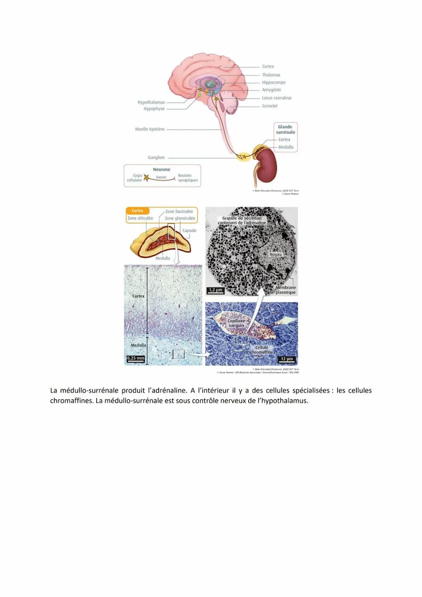 Chapitre 15
LE STRESS, UNE RÉPONSE
ADAPTATIVE
I. Le stress aigu, une réponse de l'organisme
Il y a une augmentation de la fréquence cardiaqu