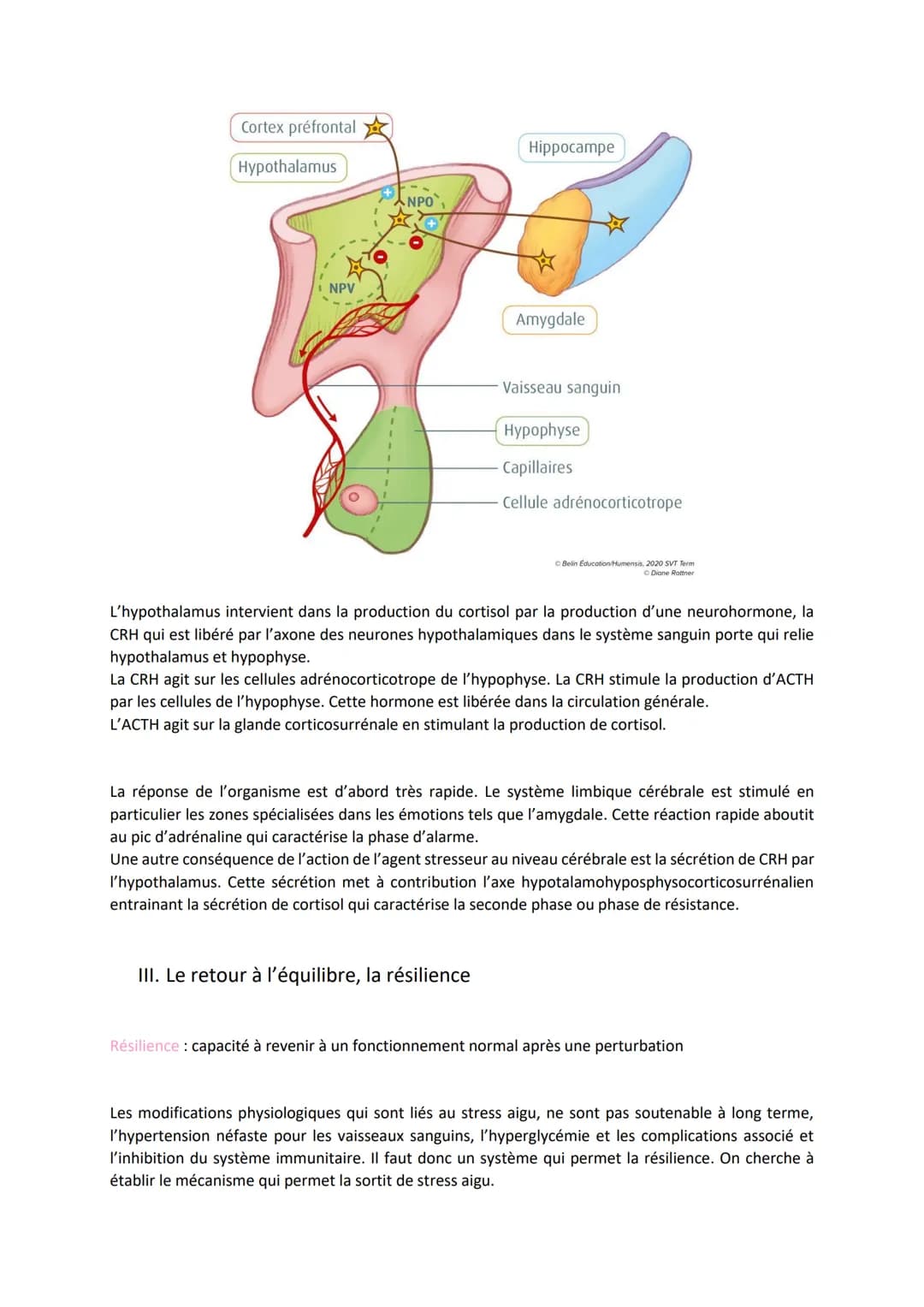 Chapitre 15
LE STRESS, UNE RÉPONSE
ADAPTATIVE
I. Le stress aigu, une réponse de l'organisme
Il y a une augmentation de la fréquence cardiaqu