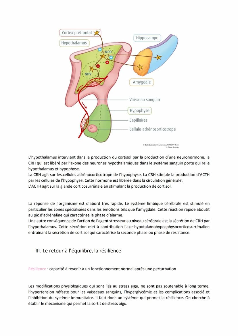 Chapitre 15
LE STRESS, UNE RÉPONSE
ADAPTATIVE
I. Le stress aigu, une réponse de l'organisme
Il y a une augmentation de la fréquence cardiaqu