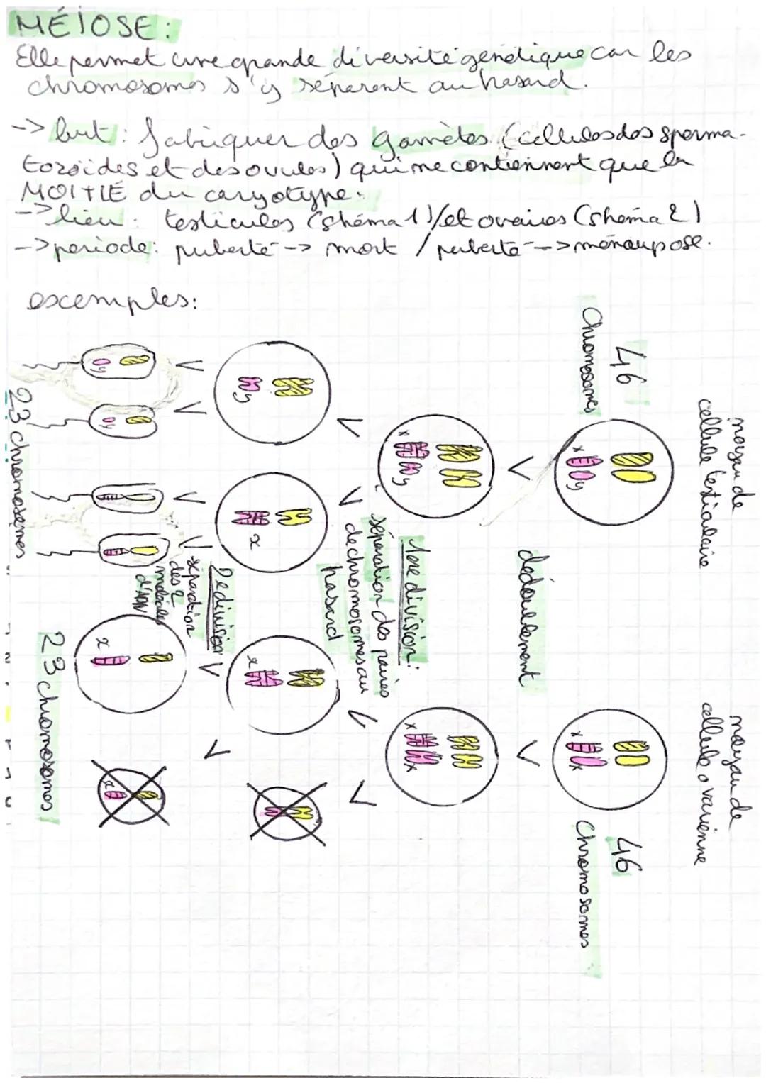 # MITOSE EΤΜΕΙΟSΕ

MITOSE:

but: multiplier les cellules on gardant le

meme caryotary pe

lieu: loutes lescellules de l'organisme SAUF es


