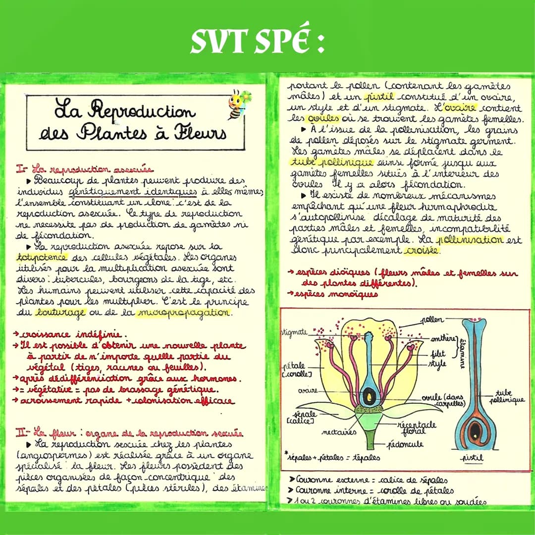 SVT SPÉ:
La Reproduction
des Plantes à Fleurs
I- La reproduction ascecule
▶ Beaucoup de plantes peuvent produire des
individus génétiquement