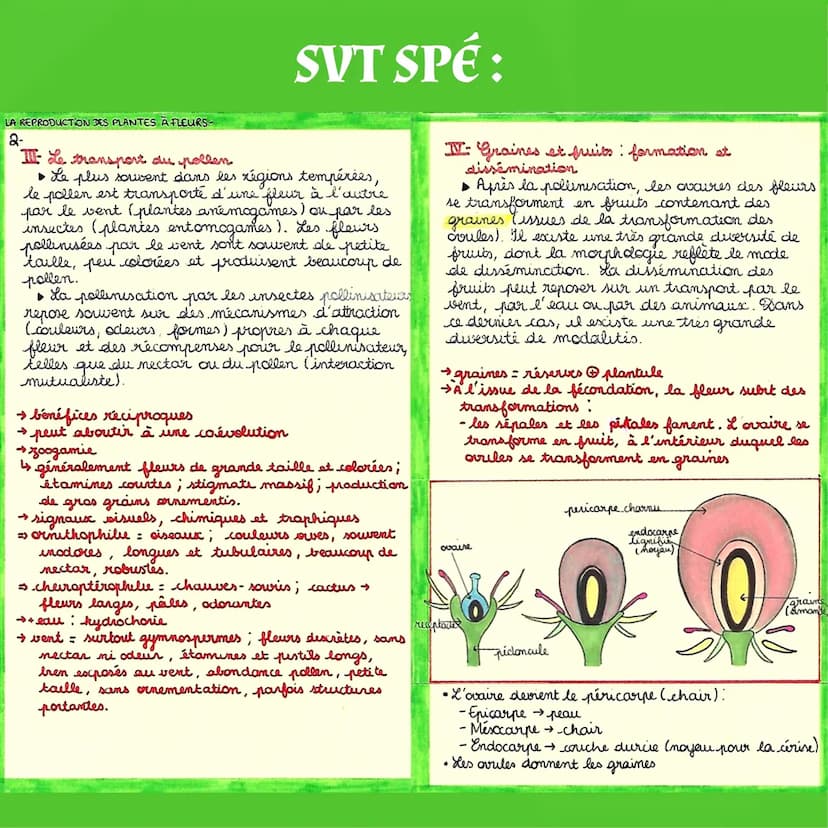 SVT SPÉ:
La Reproduction
des Plantes à Fleurs
I- La reproduction ascecule
▶ Beaucoup de plantes peuvent produire des
individus génétiquement