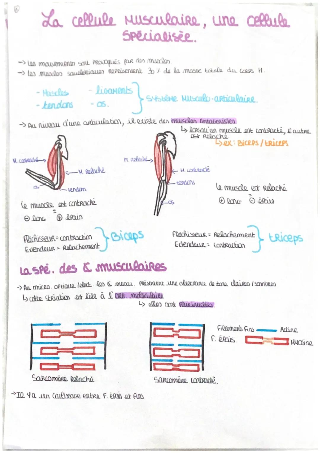 # La cellule musculaire, une cellule
Spécialisée.
->Les mauvements sont provoqués par des muscles.
-> les mundos squelettiques Repräsentent 