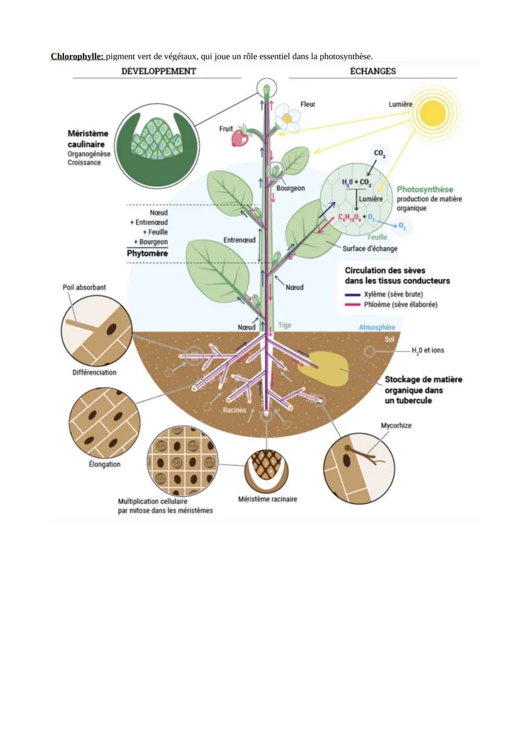 L'ORGANISATION FONCTIONNELLE DES PLANTES A FLEURS
I-Les surfaces d'échanges entre une plante et son environnement.
→ On rappelle, pour se no
