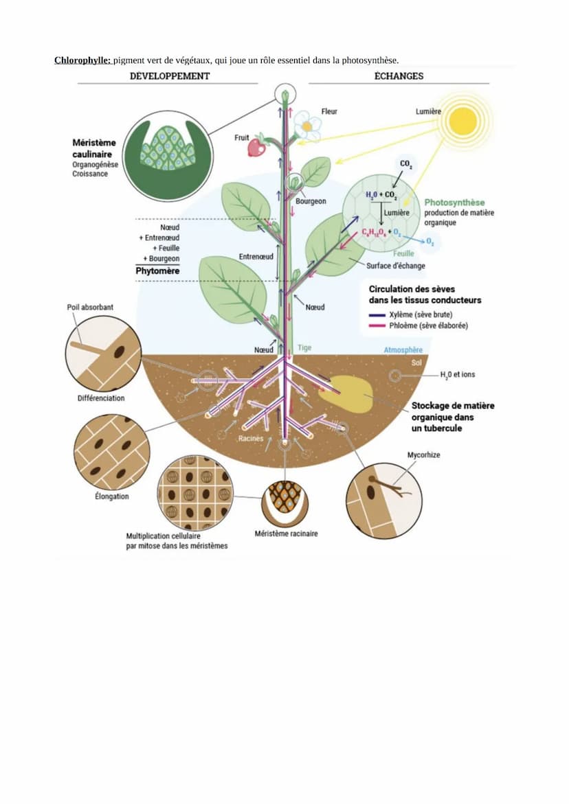 L'ORGANISATION FONCTIONNELLE DES PLANTES A FLEURS
I-Les surfaces d'échanges entre une plante et son environnement.
→ On rappelle, pour se no