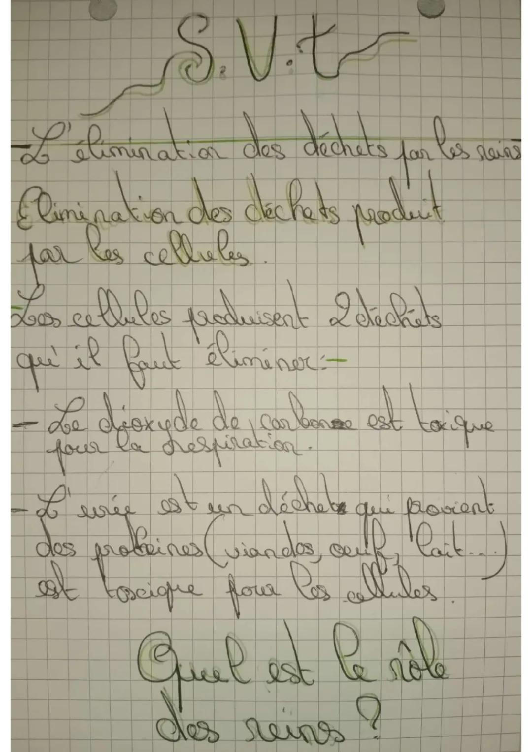 Comprendre l'élimination des déchets et le rôle des reins pour les enfants