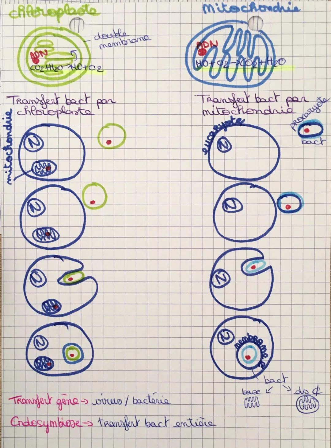 SVT63
Evolution genome en plus des mutation
Transfert horizontal de gène = mecanism do lequel
-1 organism incorpore le mat gerêtio d'1 autre