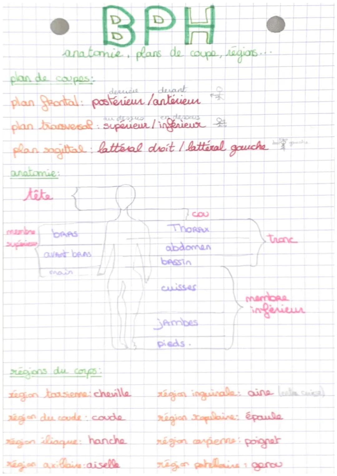 BPH
anatomie, plans de coupe, régions...
plan de coupes:
derrière
devant
plan frontal: postérieur / antérieur
plan transversal: supérieur / 