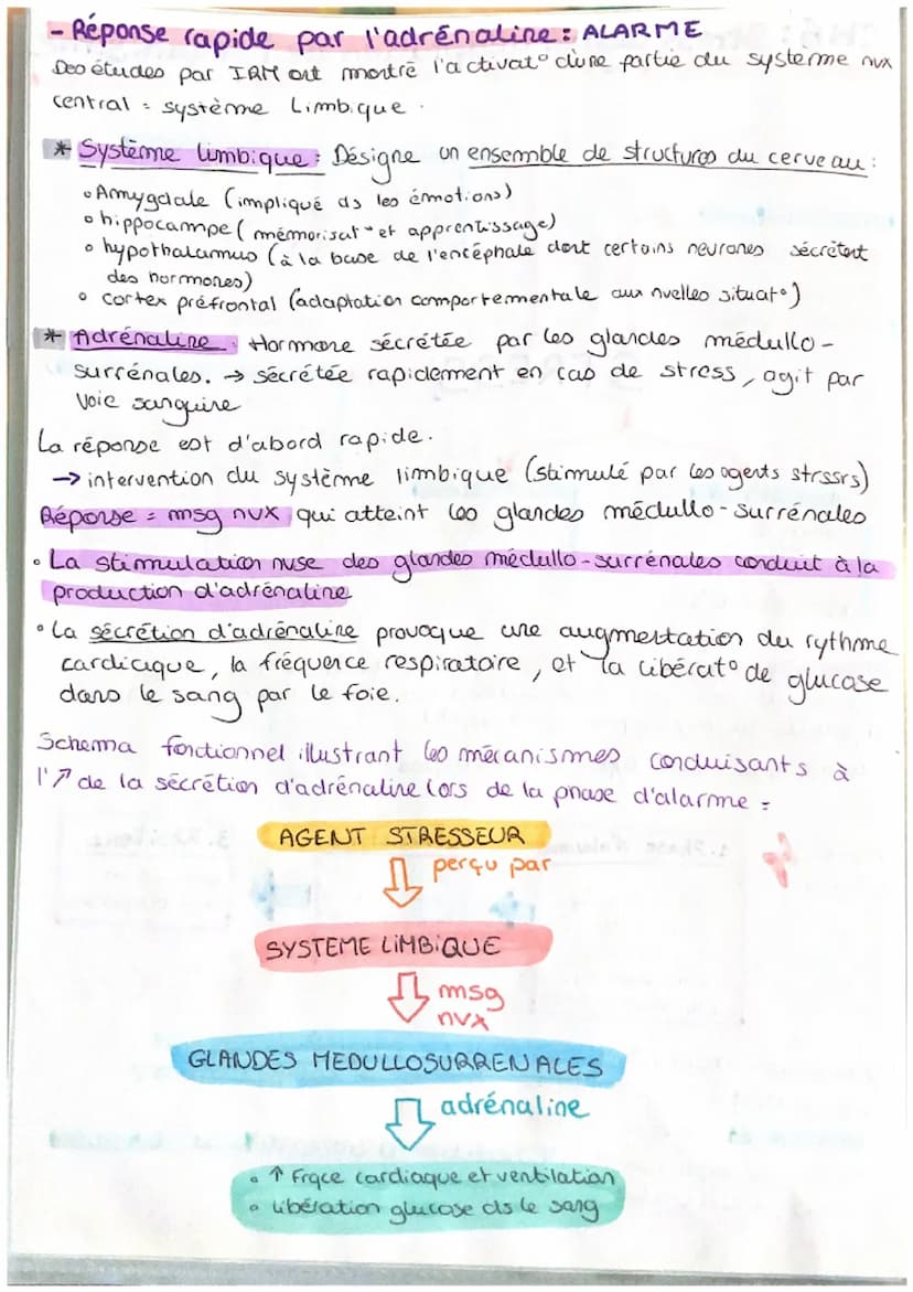 CH6: Stress aigu et adaptation de l'organisme
manifestations:
hyperventillation
freq cardiaque
dilatalo pupille
0
bon stress:
Energie
motiva