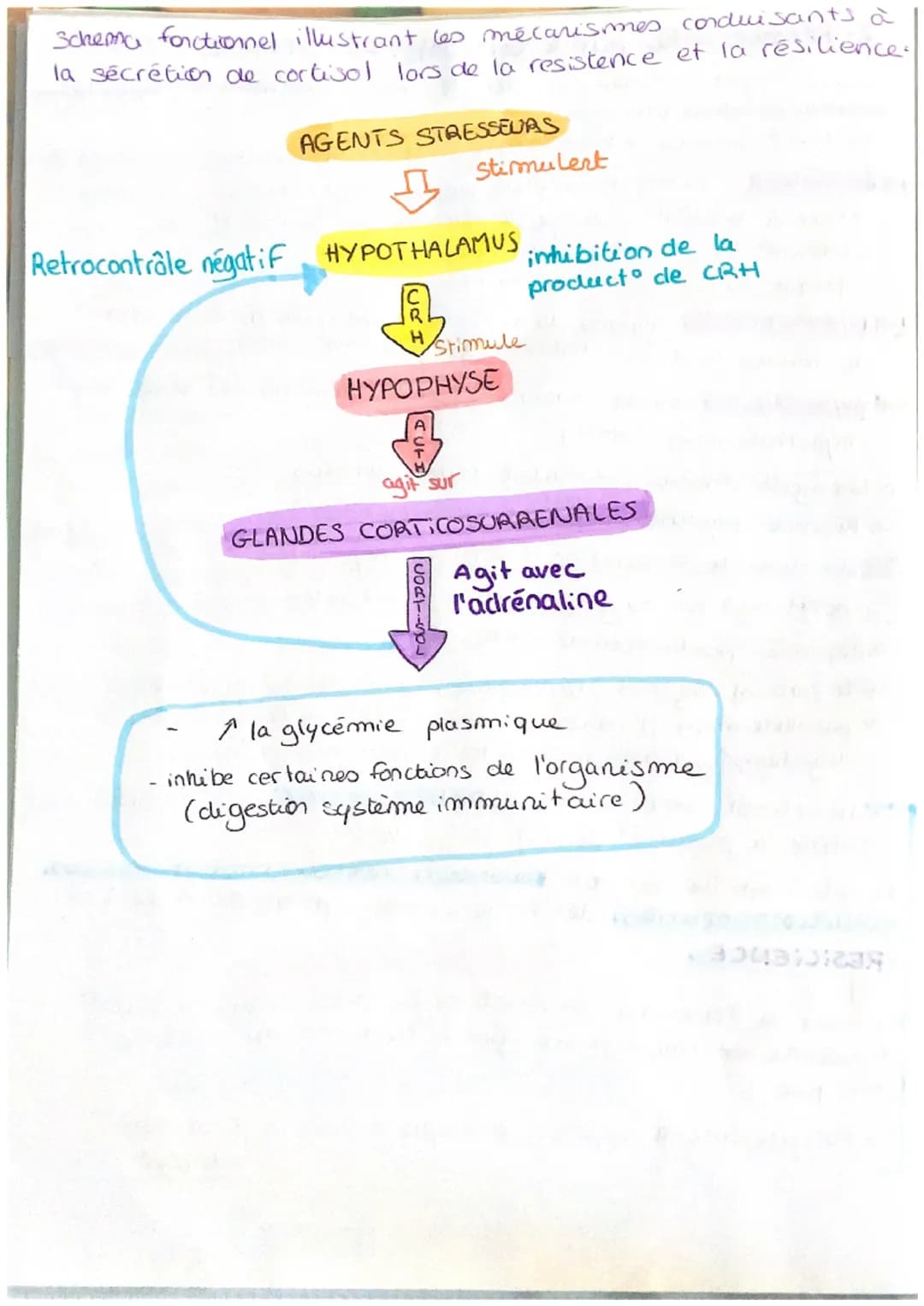 CH6: Stress aigu et adaptation de l'organisme
manifestations:
hyperventillation
freq cardiaque
dilatalo pupille
0
bon stress:
Energie
motiva