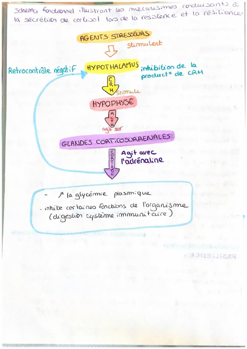 CH6: Stress aigu et adaptation de l'organisme
manifestations:
hyperventillation
freq cardiaque
dilatalo pupille
0
bon stress:
Energie
motiva