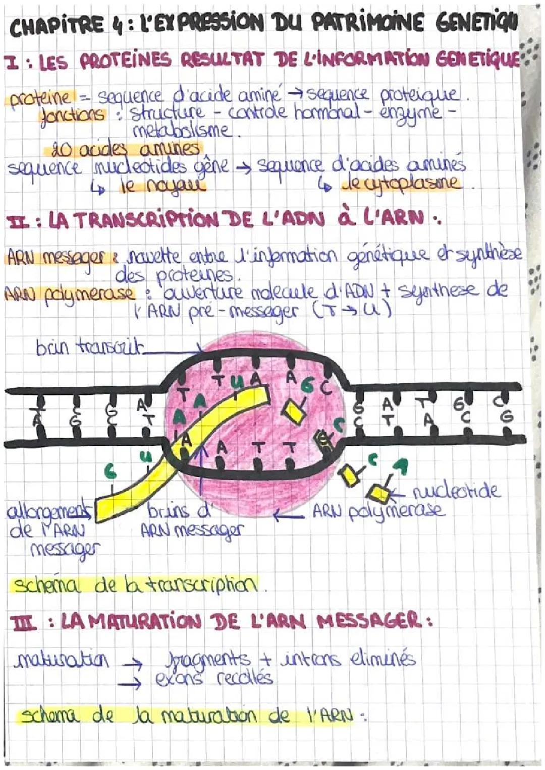 C'est quoi l'expression du patrimoine génétique ?