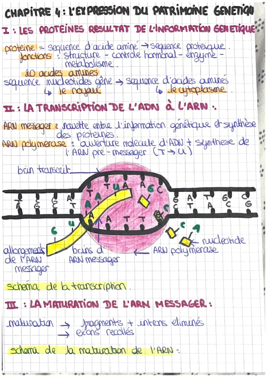 CHAPITRE 4: L'EXPRESSION DU PATRIMOINE GENETIQU
I: LES PROTEINES RESULTAT DE L'INFORMATION GEN ETIQUE
proteine = sequence d'acide amine → se