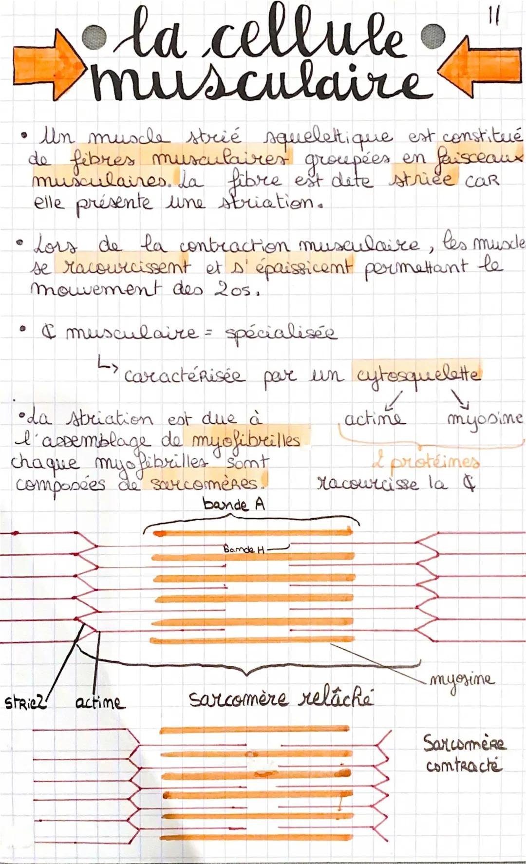 Les fibres musculaires striées squelettiques et la contraction musculaire