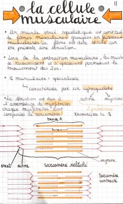 Know la cellule musculaire thumbnail