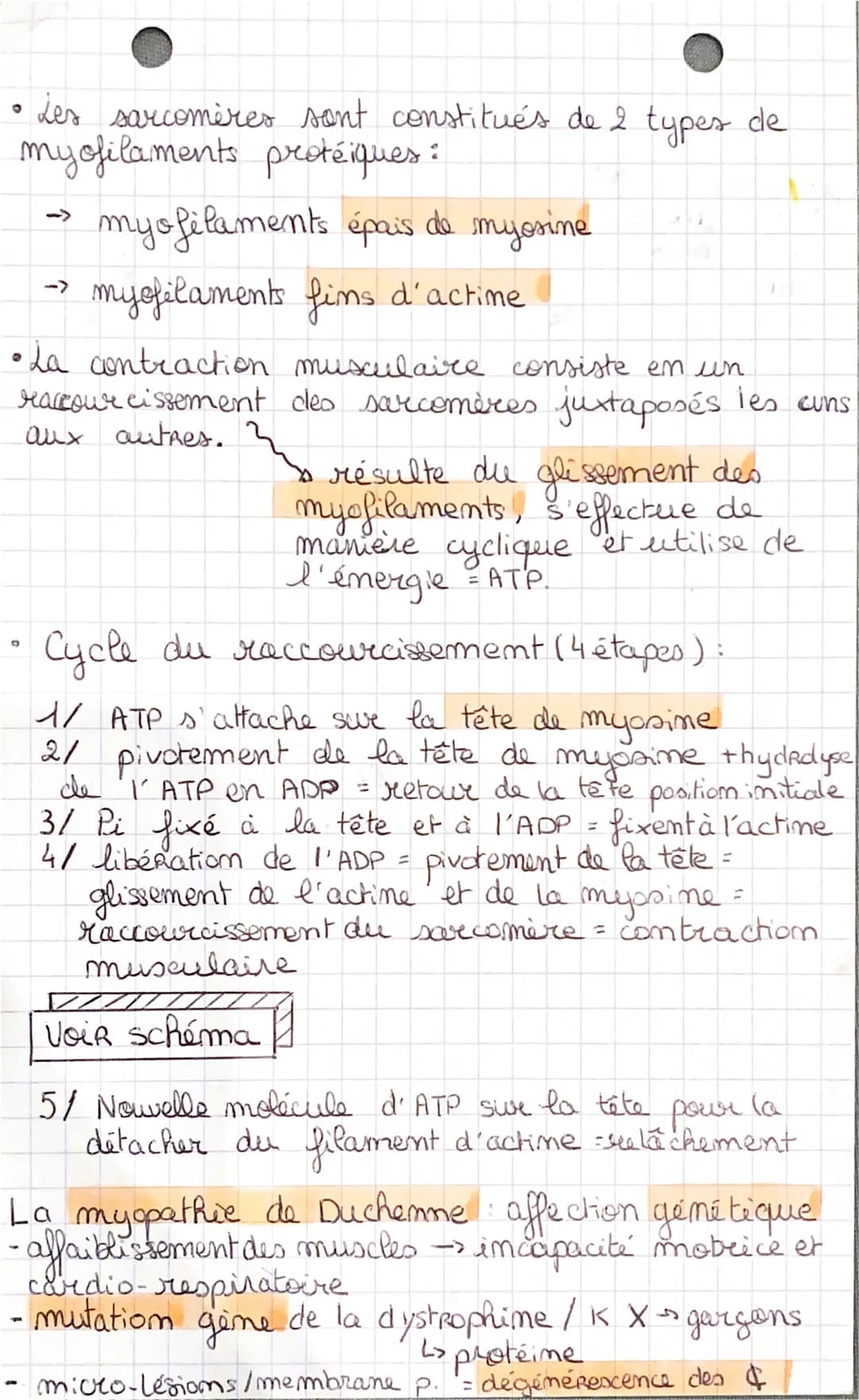 
<p>Un muscle strié squelettique est constitué de fibres musculaires groupées en faisceaux musculaires. La fibre est dite striée car elle pr