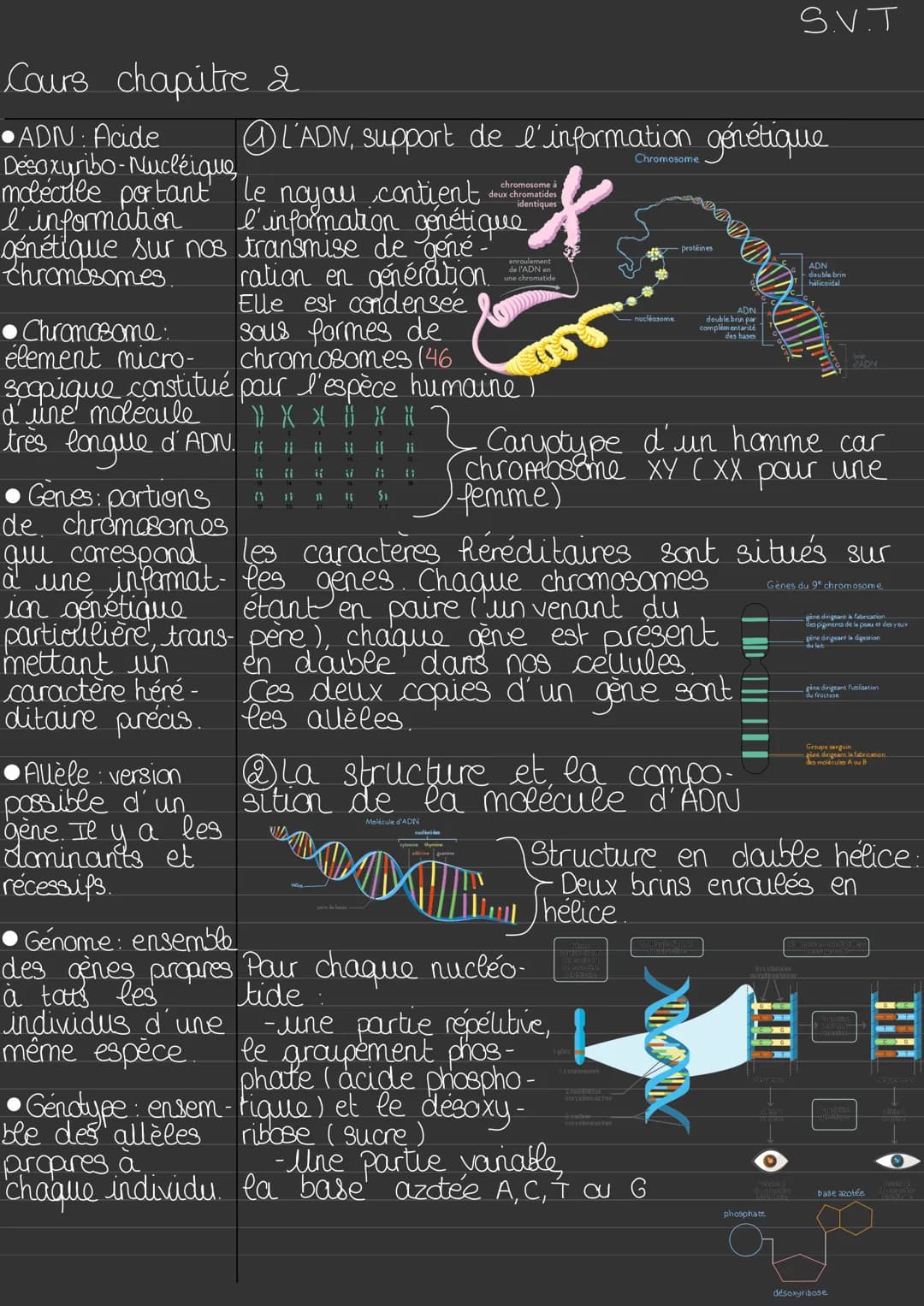 Cours chapitre I
•Mitochondries;
Oles niveaux d'organisation des êtres vivant
organites intracellu-
laires qui fourni- Tous les êtres vivant