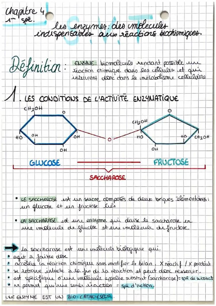 Know les enzymes: des molécules indispensables aux réactions biochimiques  thumbnail