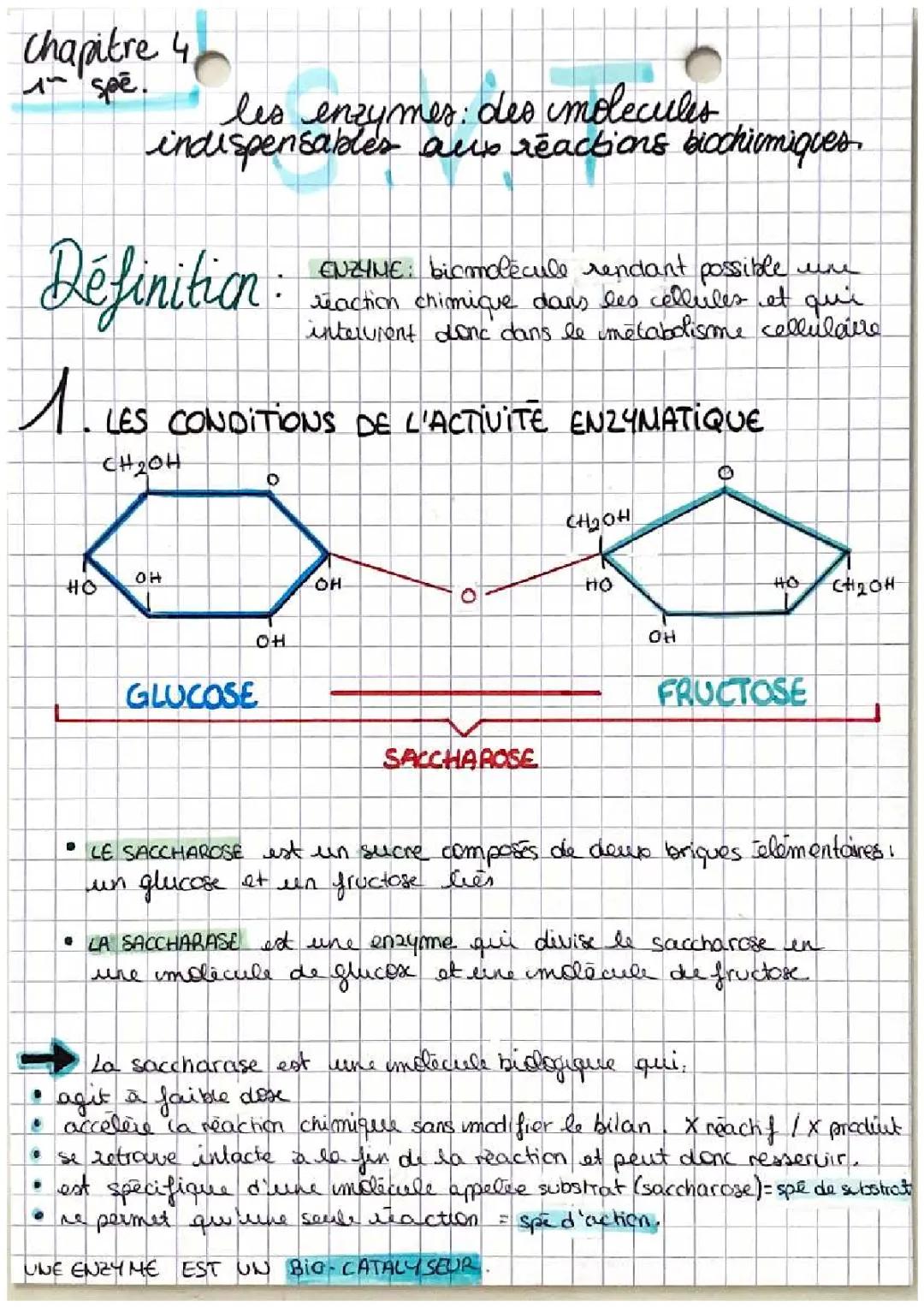 Comment l'Enzyme de Saccharase Travaille