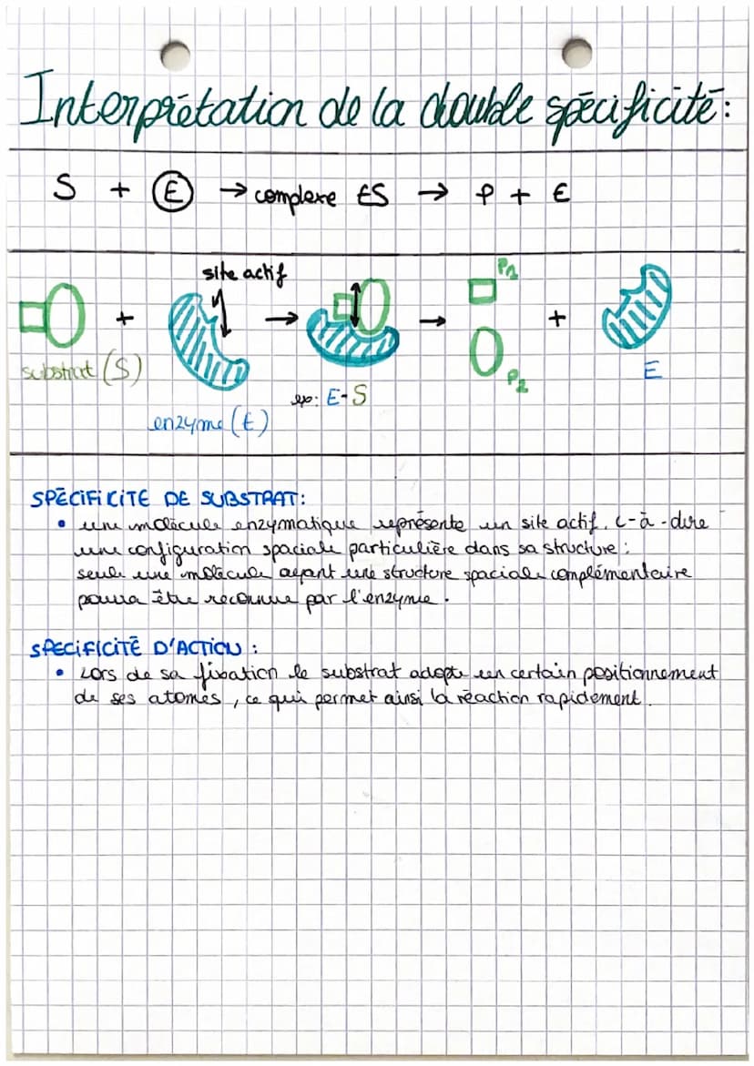 chapitre 4
1 spē.
les enzymes: des molecules
indispensables aux reactions biochimiques
Définition
1. LES CONDITIONS DE L'ACTIVITÉ ENZYMATIQU