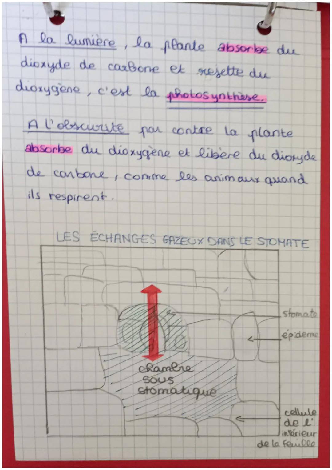 S.V.T Chap 3.

les plantes absorbent I eace par les
racines

l'air entre par les feuilles des
végétaux, il paste par les stomades.
situés su