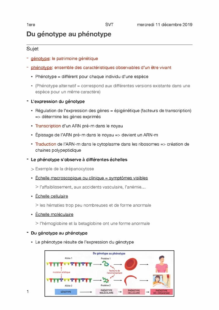 Know Cours 4 - Du génotype au phénotype  thumbnail