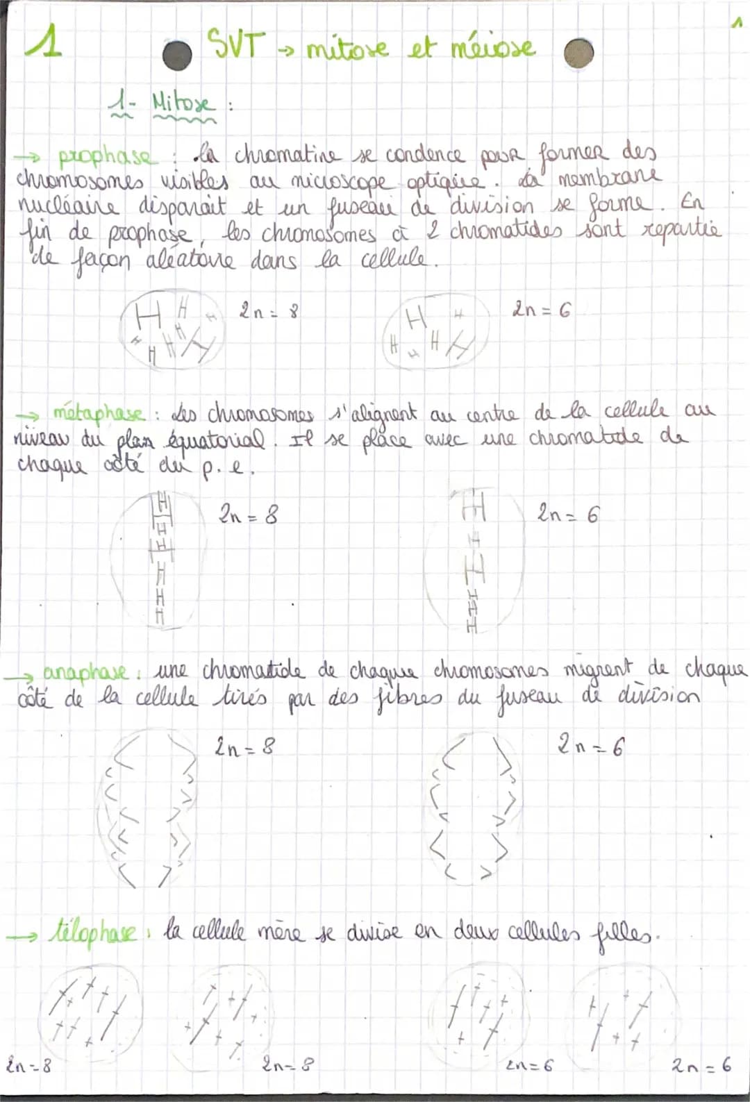 Les étapes de la division cellulaire: mitose et méiose, schéma et PDF