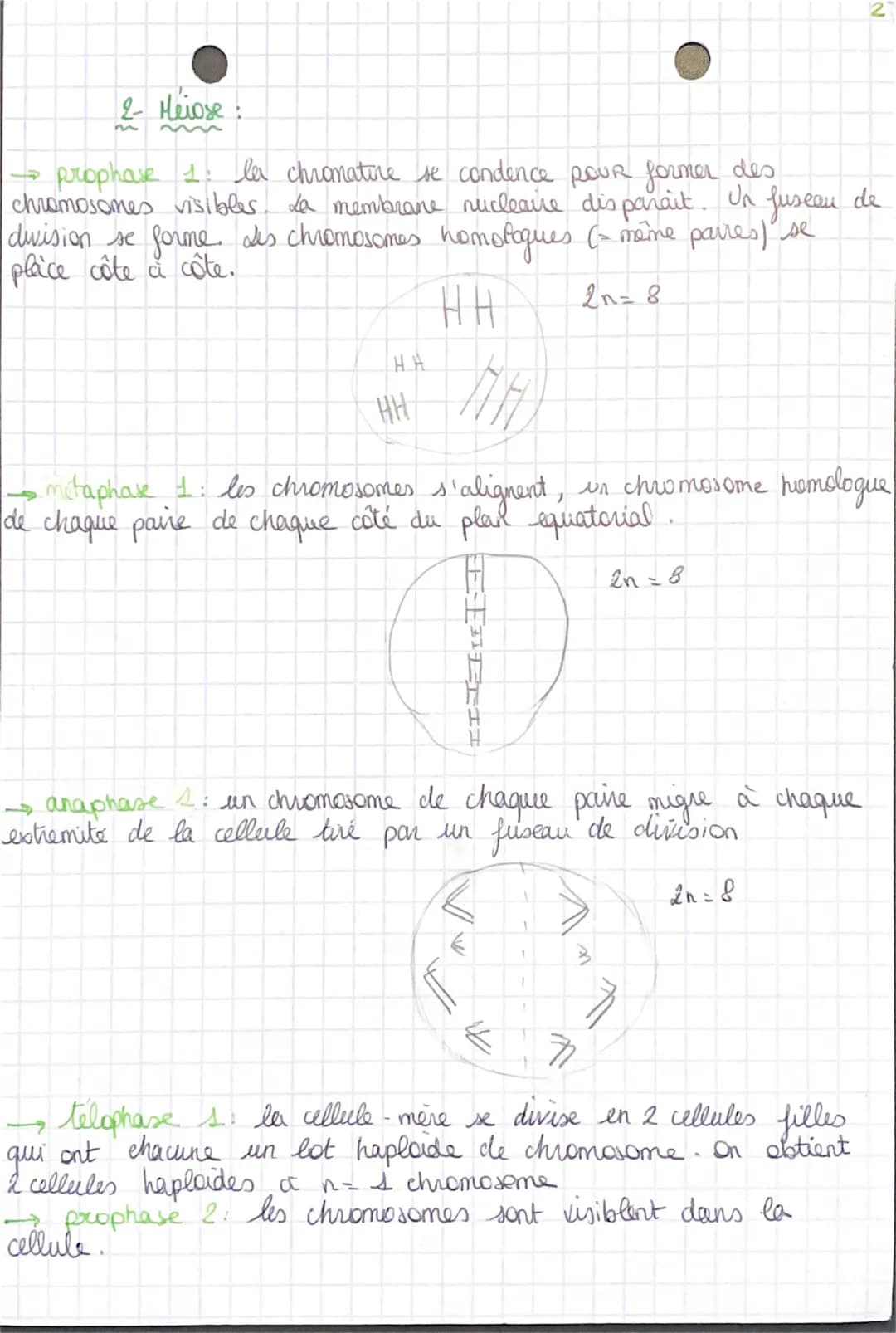 s
1- Mitose:
prophase la chromatine se condence pour former des
chromosomes visibles au nicioscope optique. a membrane
nucléaire disparait e