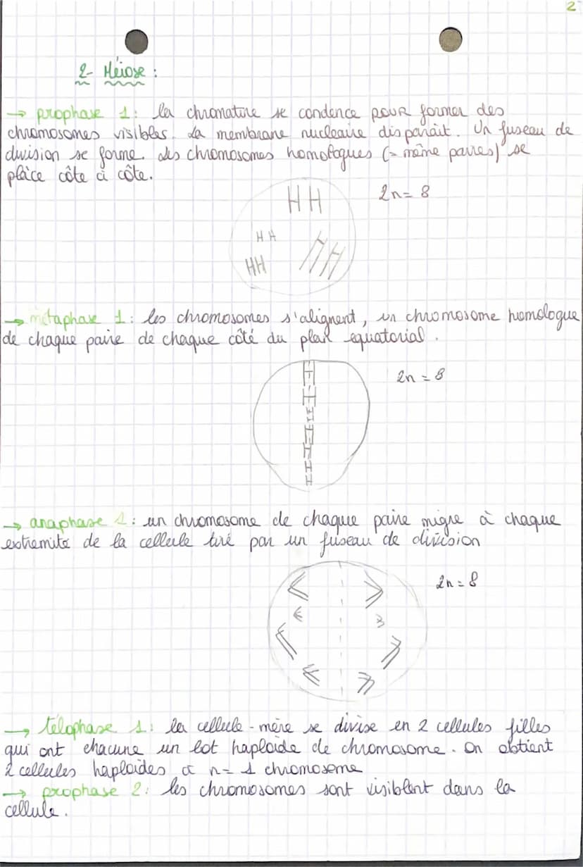 s
1- Mitose:
prophase la chromatine se condence pour former des
chromosomes visibles au nicioscope optique. a membrane
nucléaire disparait e