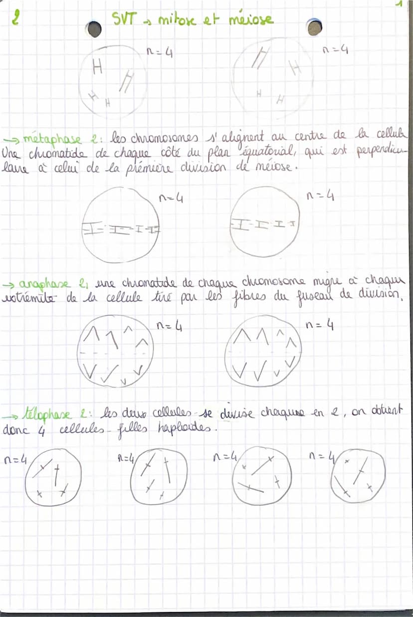 s
1- Mitose:
prophase la chromatine se condence pour former des
chromosomes visibles au nicioscope optique. a membrane
nucléaire disparait e
