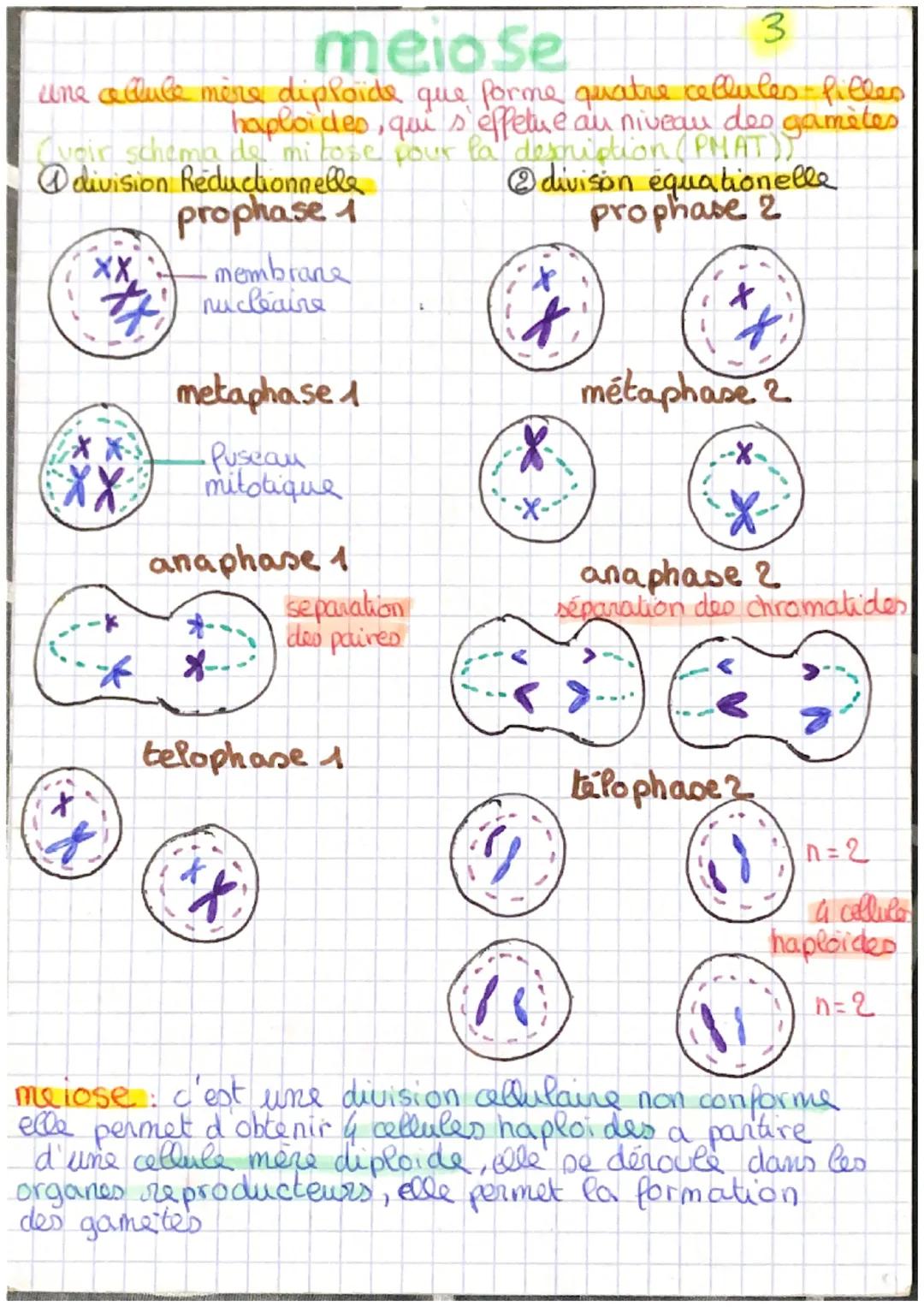 #*XX
meiose
une allule mère diploide que forme quatre cellules filles
haploides, qui s'effetue au niveau des gamètes
Avoir schema del mitose