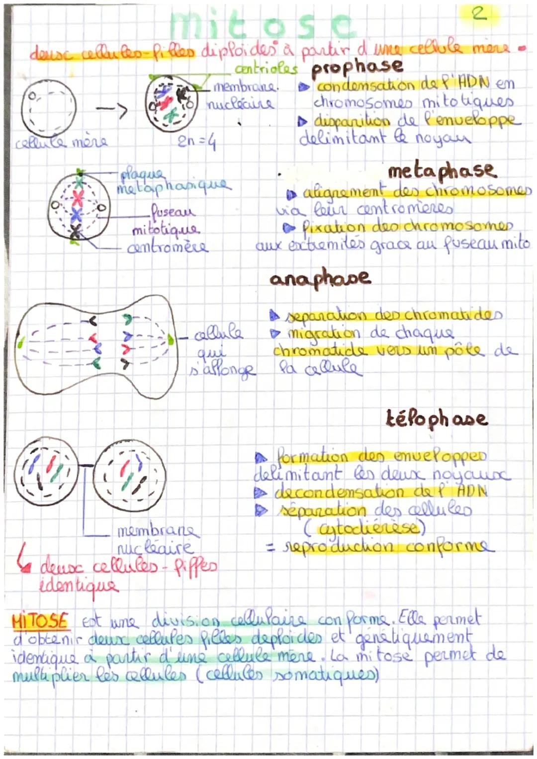 #*XX
meiose
une allule mère diploide que forme quatre cellules filles
haploides, qui s'effetue au niveau des gamètes
Avoir schema del mitose