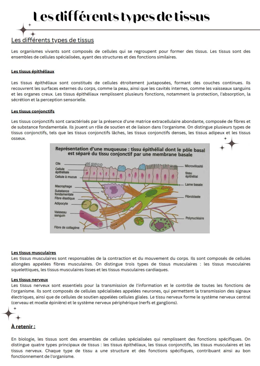 Les différents types de tissus
Les différents types de tissus
Les organismes vivants sont composés de cellules qui se regroupent pour former