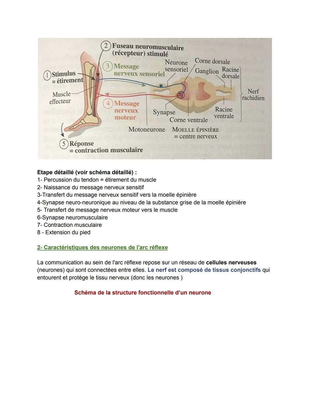 Chapitre 9: Les réflexes
VIDÉO COURS
1. Le principe des réflexes musculaires
Le réflexe est une réponse motrice c'est-à-dire entraînant un m