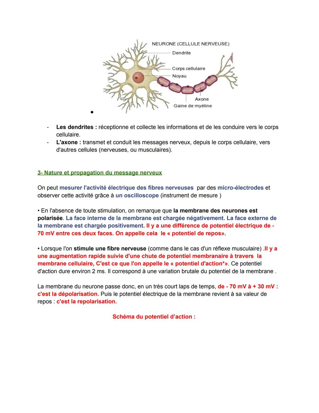 Chapitre 9: Les réflexes
VIDÉO COURS
1. Le principe des réflexes musculaires
Le réflexe est une réponse motrice c'est-à-dire entraînant un m