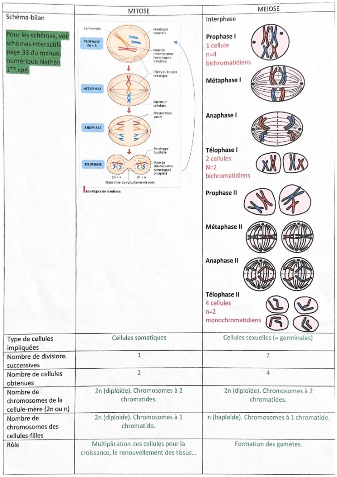 Schéma-bilan
Pour les schémas, voir
schémas interactifs
page 33 du manuel
numérique Nathan
spé
ère
Type de cellules
impliquées
Nombre de div