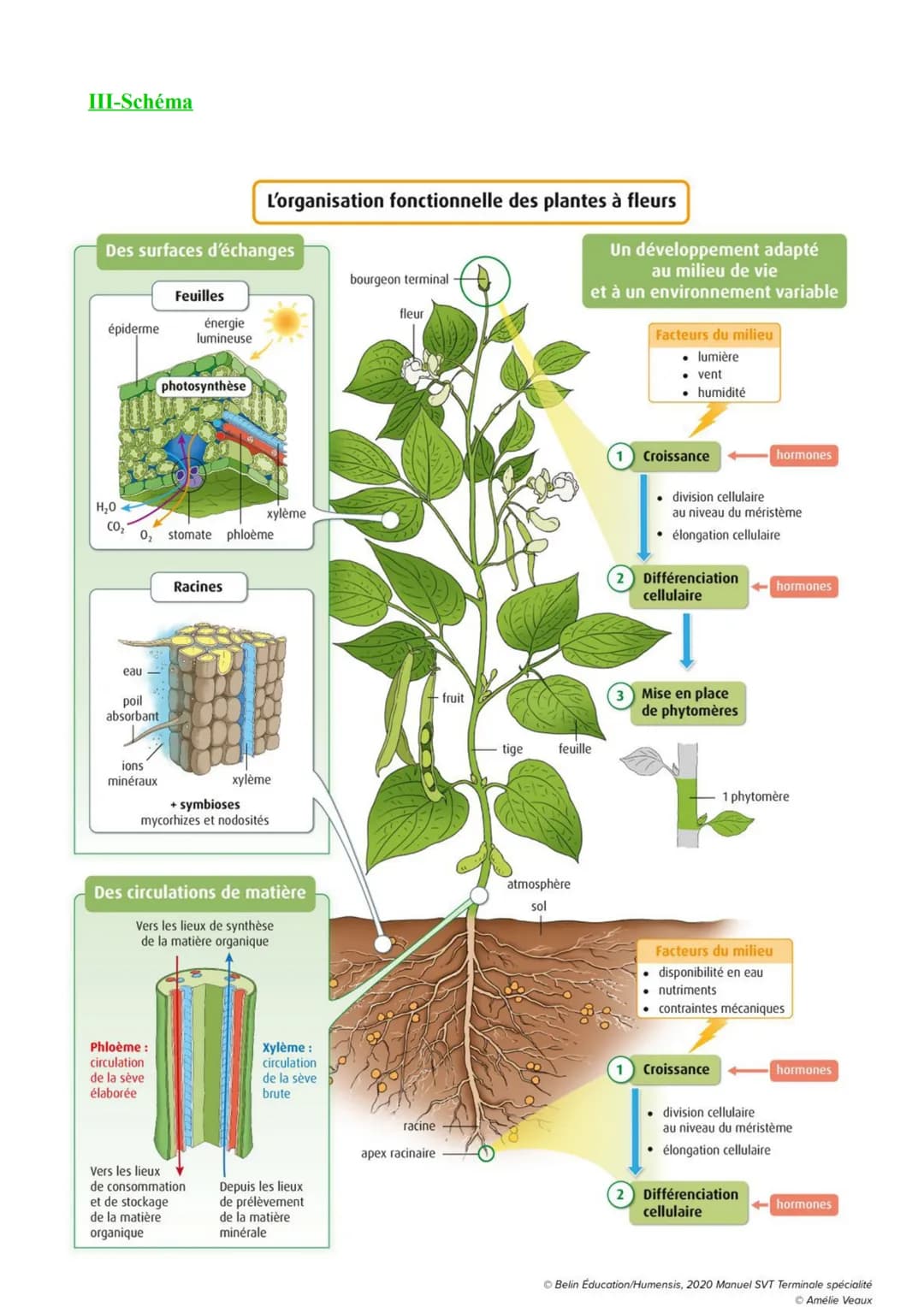I-Vocabulaire
Chapitre 1: L'organisation fonctionnelle des plantes à fleurs
Hormone végétale :Molécule produite par les végétaux jouant un r