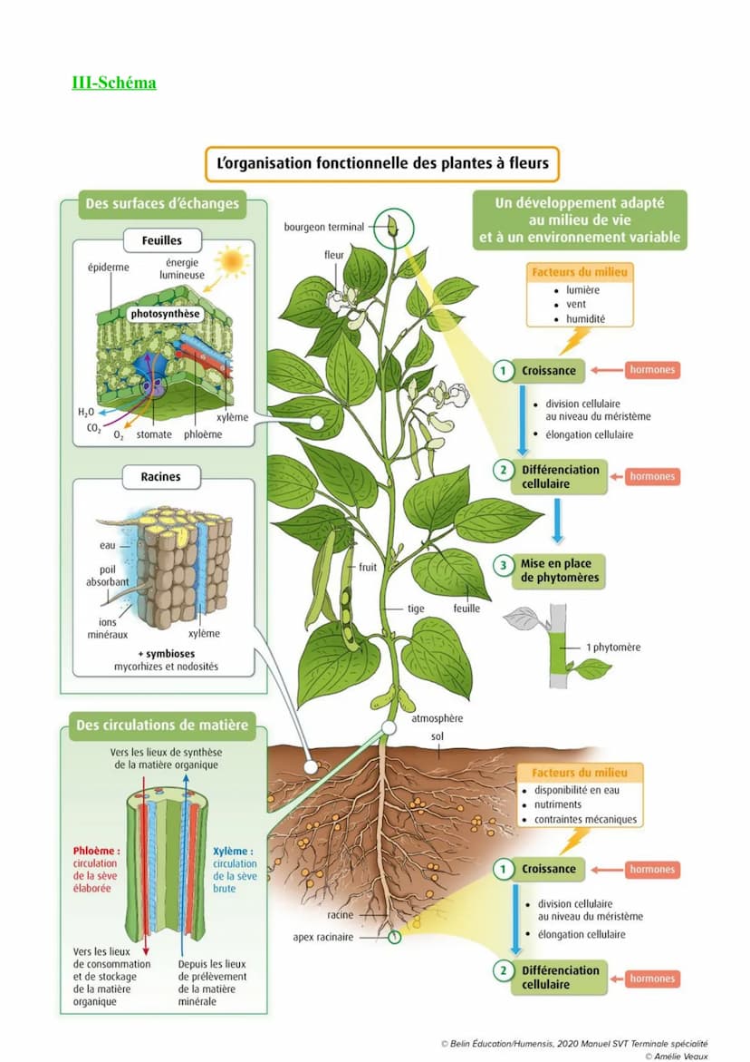 I-Vocabulaire
Chapitre 1: L'organisation fonctionnelle des plantes à fleurs
Hormone végétale :Molécule produite par les végétaux jouant un r