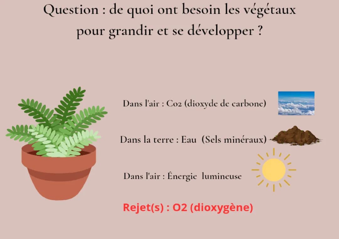 Svt 5ème : Le vivant et son évolution 