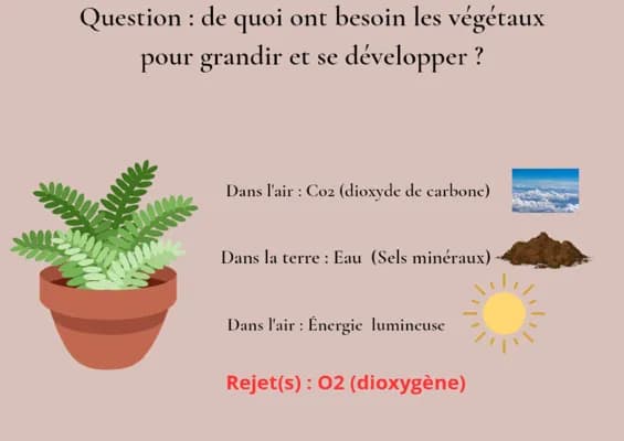 Know Svt 5ème : Le vivant et son évolution  thumbnail