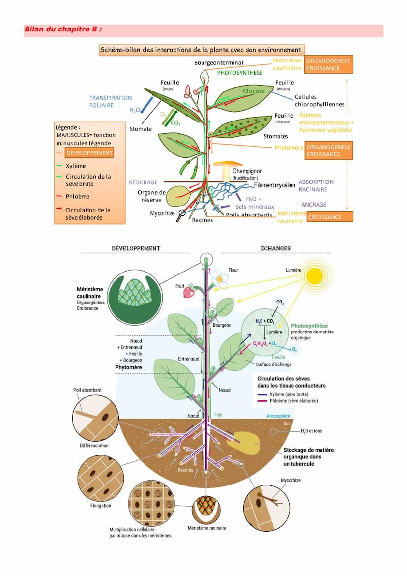 Thème 2 - Enjeux planétaires contemporains
Chapitre 8: L'organisation fonctionnelle des plantes à fleurs
Les plantes sont des êtres vivants 