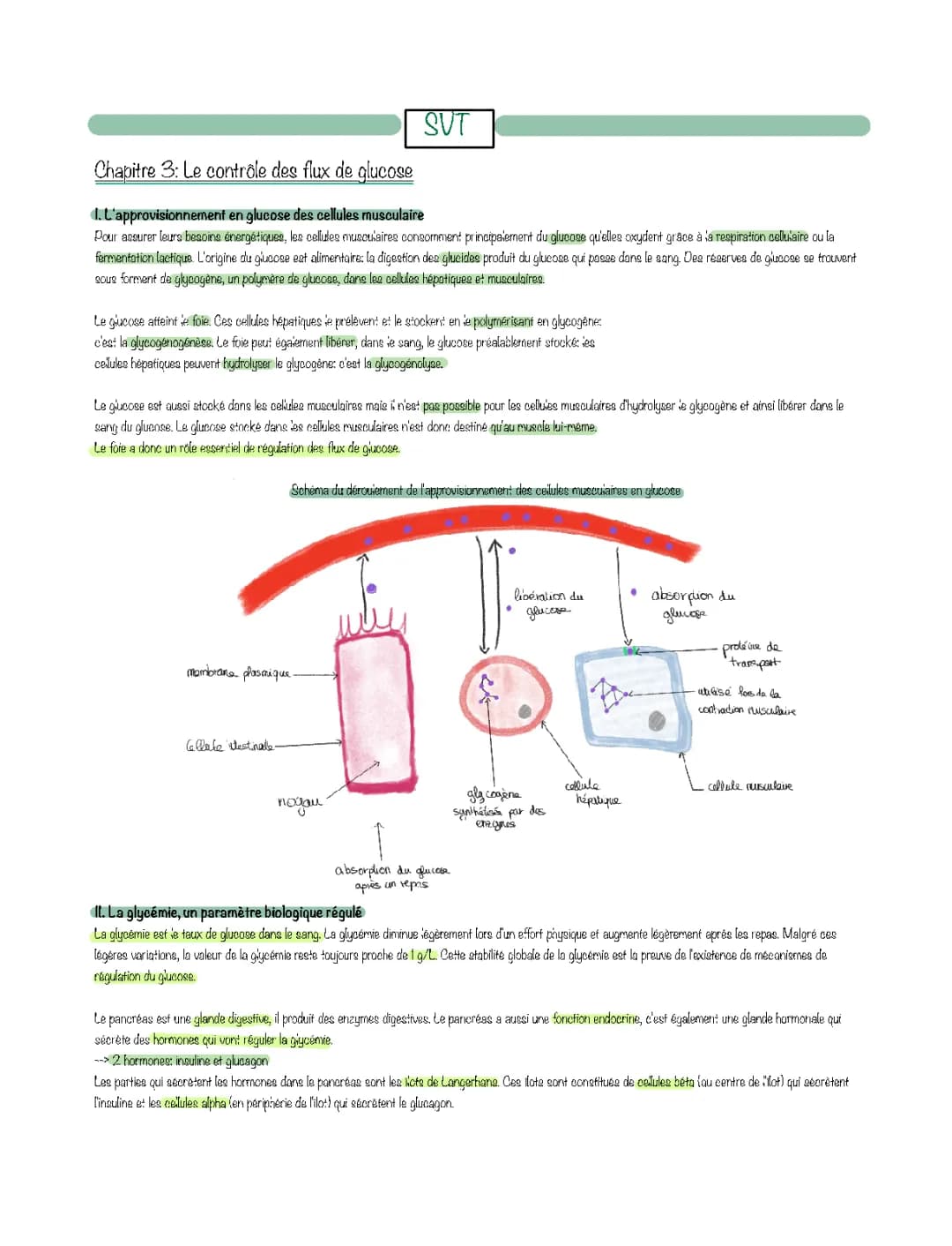 Comment le Pancréas Contrôle la Glycémie et Stocke le Glucose