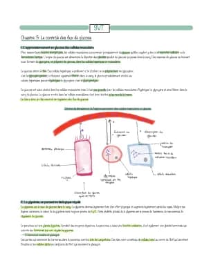 Know Le contrôle des flux de glucose thumbnail