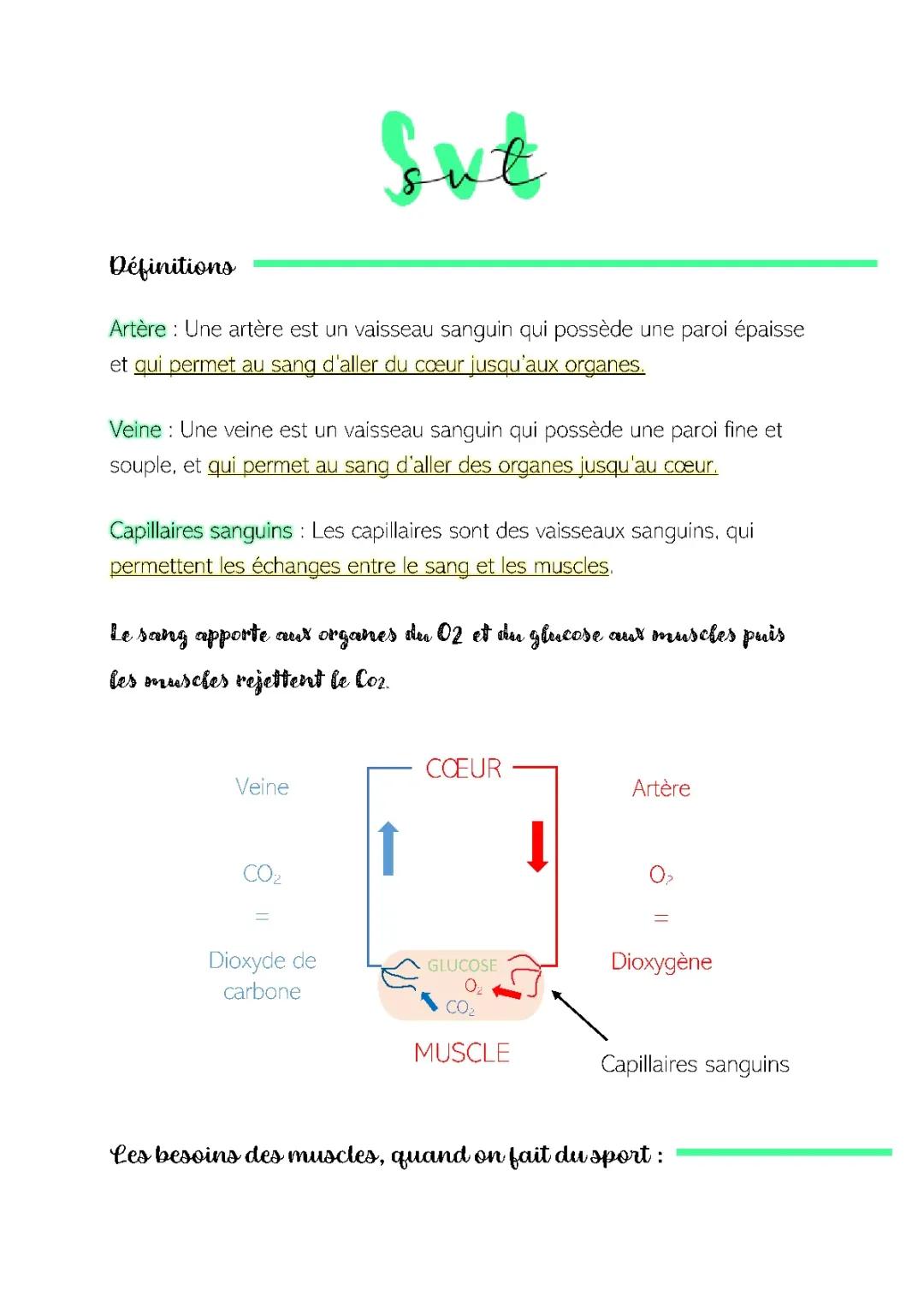 Les échanges entre le sang et les muscles, et les modifications du corps lors d'un effort