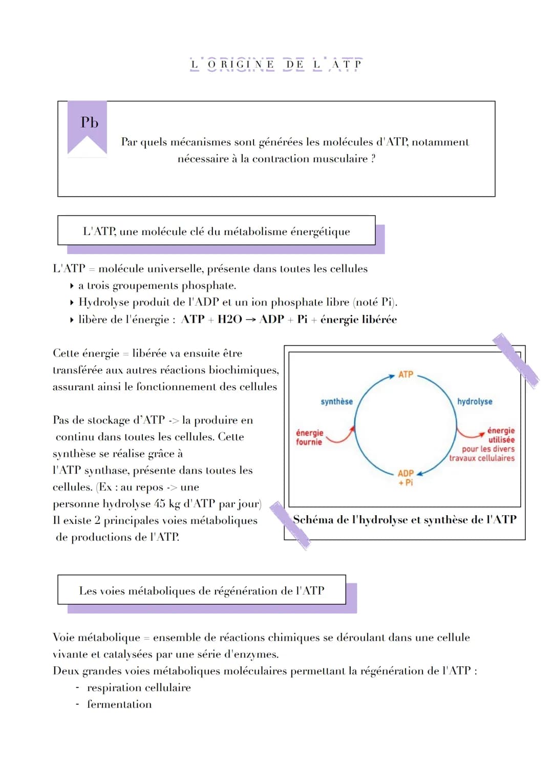 Pb
L ORIGINE DE L AT P
Par quels mécanismes sont générées les molécules d'ATP, notamment
nécessaire à la contraction musculaire ?
L'ATP, une