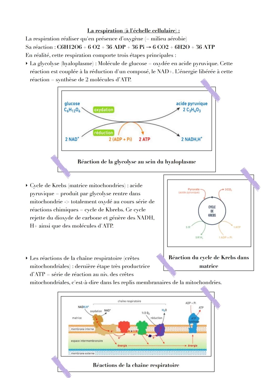 Pb
L ORIGINE DE L AT P
Par quels mécanismes sont générées les molécules d'ATP, notamment
nécessaire à la contraction musculaire ?
L'ATP, une